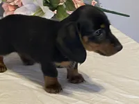 Cocoa, a female Dachshund for sale in Fennimore, WI – Photo 6 of 8