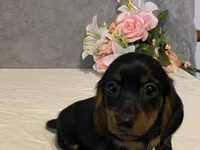 Cocoa, a female Dachshund for sale in Fennimore, WI – Photo 2 of 8