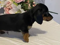 Cocoa, a female Dachshund for sale in Fennimore, WI – Photo 5 of 8