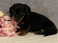 Cocoa, a female Dachshund for sale in Fennimore, WI – Photo 3 of 8