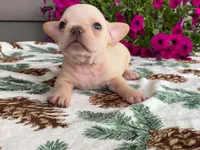 silver, a male French Bulldog for sale in Fennimore, WI – 2 of 10