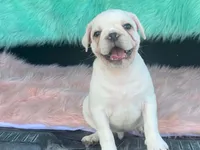 Snowball, a male French Bulldog and Pug for sale in Fennimore, WI – 5 of 10