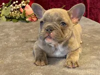 Winnie, a female French Bulldog for sale in Fennimore, WI – 8 of 10