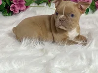 Zasha, a female Frenchton for sale in Fennimore, WI – 7 of 10
