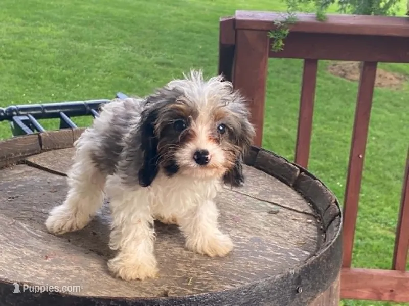 Rusty – Cavapoo puppy for sale in Fennimore, WI