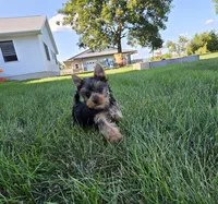 Buster, a male Yorkshire Terrier for sale in Arthur, IL – 3 of 5