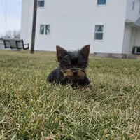 Teddy, a male Yorkshire Terrier for sale in Arthur, IL – Photo 2 of 7