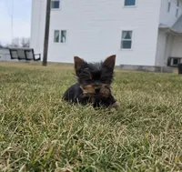 Teddy, a male Yorkshire Terrier for sale in Arthur, IL – Photo 2 of 7