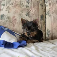 Teddy, a male Yorkshire Terrier for sale in Arthur, IL – Photo 3 of 7