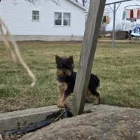 Teddy, a male Yorkshire Terrier for sale in Arthur, IL – Photo 6 of 7