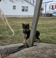 Teddy, a male Yorkshire Terrier for sale in Arthur, IL – Photo 6 of 7