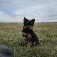 Teddy, a male Yorkshire Terrier for sale in Arthur, IL – Photo 5 of 7