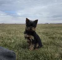 Teddy, a male Yorkshire Terrier for sale in Arthur, IL – Photo 5 of 7