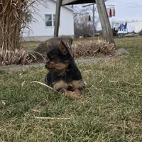 Teddy, a male Yorkshire Terrier for sale in Arthur, IL – Photo 4 of 7