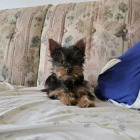 Teddy, a male Yorkshire Terrier for sale in Arthur, IL – Photo 1 of 7