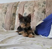 Teddy, a male Yorkshire Terrier for sale in Arthur, IL – Photo 1 of 7