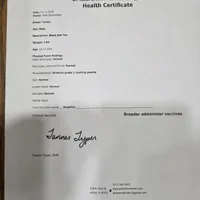 Teddy, a male Yorkshire Terrier for sale in Arthur, IL – Photo 7 of 7