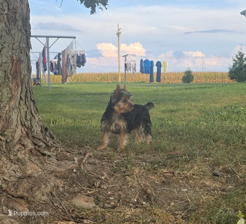 Buster – Yorkshire Terrier puppy for sale in Arthur, IL