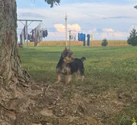 Buster, a male Yorkshire Terrier for sale in Arthur, IL – 1 of 9