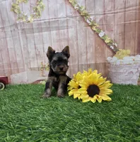 Cody, a male Yorkshire Terrier for sale in Arthur, IL – 6 of 7