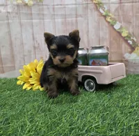Friendly , a male Yorkshire Terrier for sale in Arthur, IL – 4 of 6