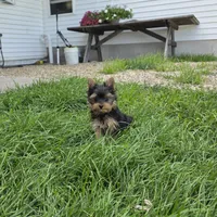 Friendly , a male Yorkshire Terrier for sale in Arthur, IL – 3 of 4