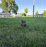 Buster, a male Yorkshire Terrier for sale in Arthur, IL – 4 of 5