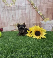 Cody, a male Yorkshire Terrier for sale in Arthur, IL – 5 of 7
