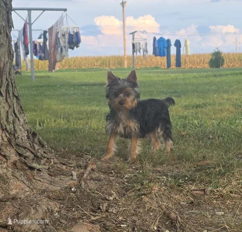 Buster – Yorkshire Terrier puppy for sale in Arthur, IL