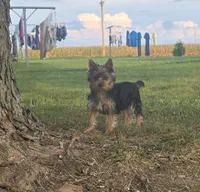 Buster, a male Yorkshire Terrier for sale in Arthur, IL – 2 of 9