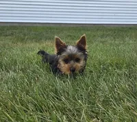 Buster, a male Yorkshire Terrier for sale in Arthur, IL – 3 of 9