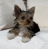 Honey , a female Yorkshire Terrier for sale in Arthur, IL – 5 of 5