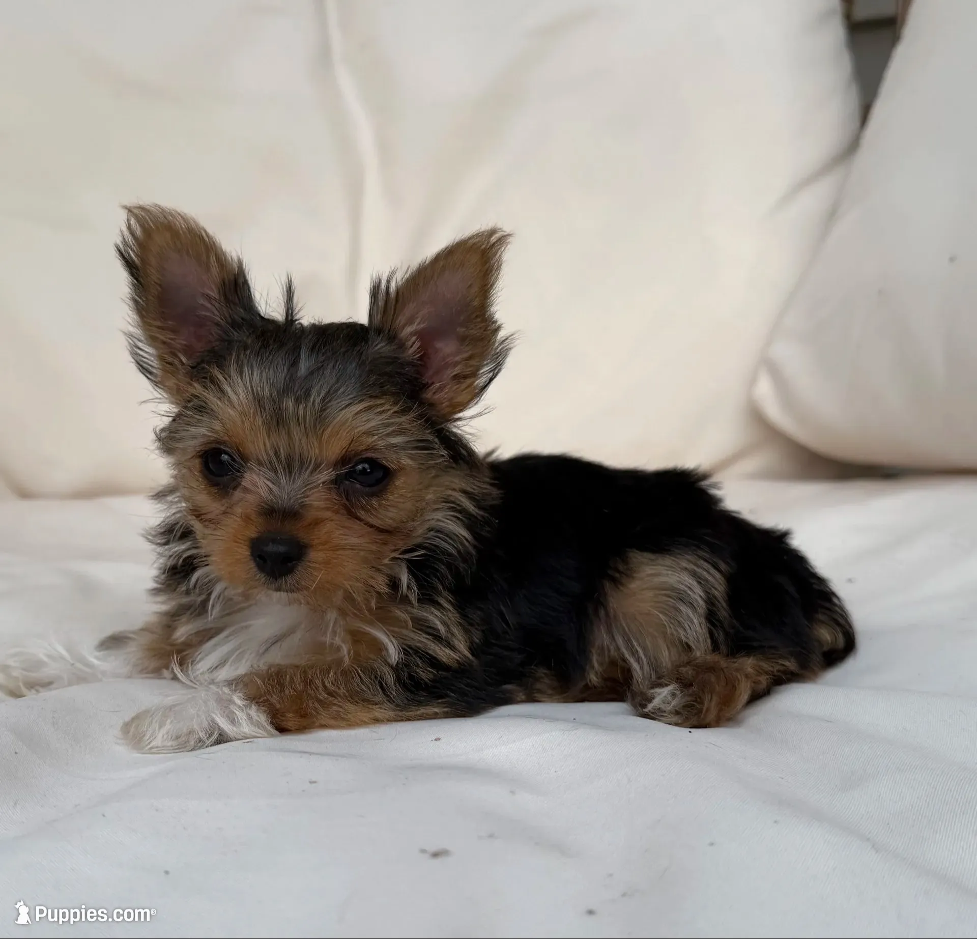 Honey , a female Yorkshire Terrier for sale in Arthur, IL – 3 of 5