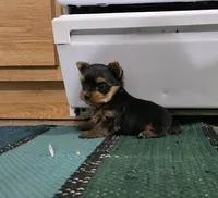 Friendly , a male Yorkshire Terrier for sale in Arthur, IL – 6 of 6