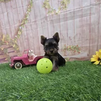 Cody, a male Yorkshire Terrier for sale in Arthur, IL – 3 of 7