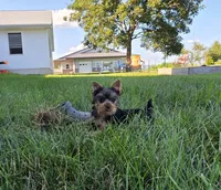 Buster, a male Yorkshire Terrier for sale in Arthur, IL – 5 of 5