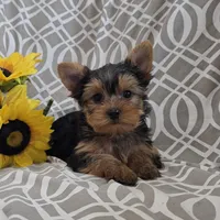 Buster, a male Yorkshire Terrier for sale in Arthur, IL – Photo 4 of 5