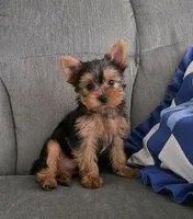 Buster, a male Yorkshire Terrier for sale in Arthur, IL – Photo 3 of 5