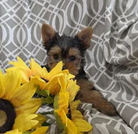 Buster, a male Yorkshire Terrier for sale in Arthur, IL – Photo 1 of 5