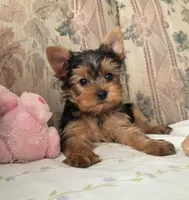Buster, a male Yorkshire Terrier for sale in Arthur, IL – Photo 2 of 5