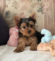 Buster, a male Yorkshire Terrier for sale in Arthur, IL – Photo 5 of 5