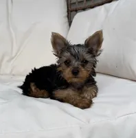 Star , a male Yorkshire Terrier for sale in Arthur, IL – 2 of 5