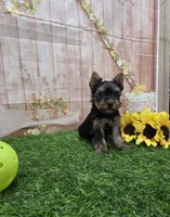 Cody, a male Yorkshire Terrier for sale in Arthur, IL – 7 of 7