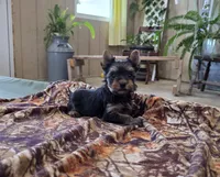 Cody, a male Yorkshire Terrier for sale in Arthur, IL – 2 of 7