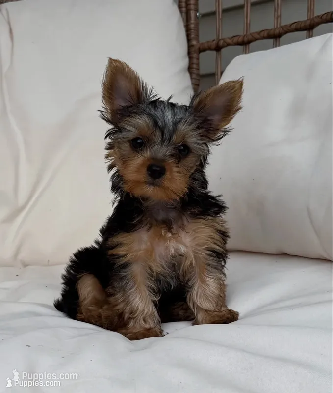 Star  – Yorkshire Terrier puppy for sale in Arthur, IL