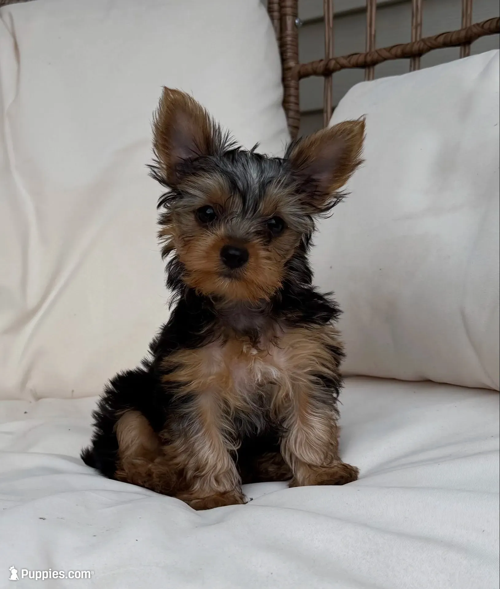 Star , a male Yorkshire Terrier for sale in Arthur, IL – 1 of 5
