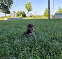 Buster, a male Yorkshire Terrier for sale in Arthur, IL – 2 of 5