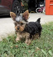 Star , a male Yorkshire Terrier for sale in Arthur, IL – 5 of 5