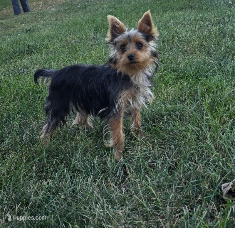 Buster – Yorkshire Terrier puppy for sale in Arthur, IL