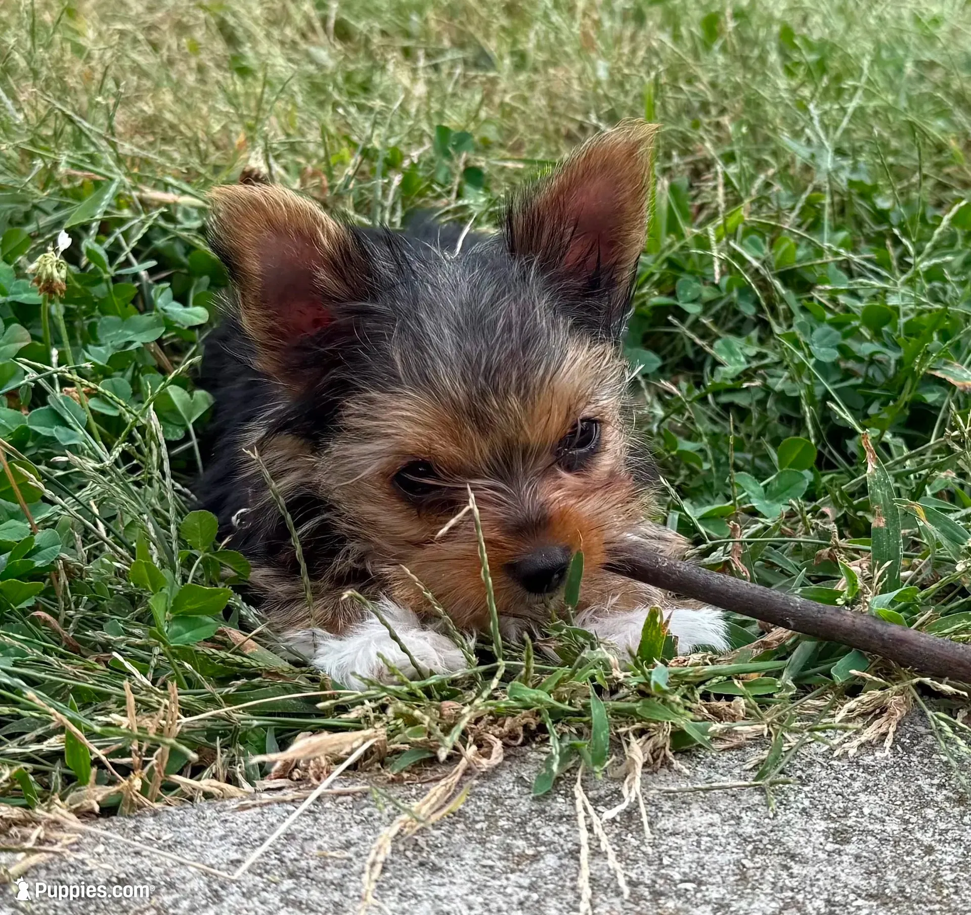 Honey , a female Yorkshire Terrier for sale in Arthur, IL – 1 of 5